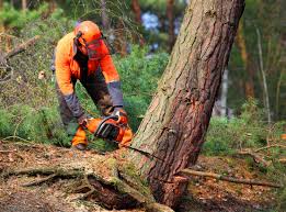 How Our Tree Care Process Works  in  Bethany, OK